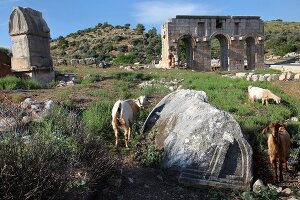 Türkei, Türkische Ägäis, Antike, Lykien, Patara, Ruine, Ziegen