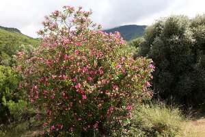 Türkei, Türkische Ägäis, Halbinsel Dilek, Nationalpark, Landschaft