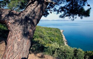 View of mountain and forest in Dilek Peninsula National Park, Turkey
