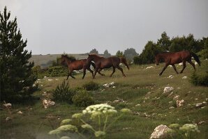 Wild horses in Spil Dagi National Park, Turkey