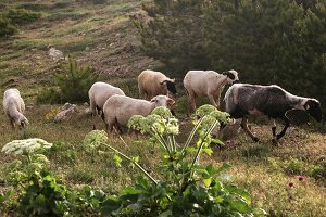 Sheep in Spil Dagi National Park, Turkey