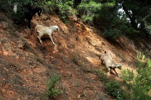 Goats in Spil Dagi National Park, Turkey