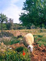 Insel Ibiza, Schafe, Schaf, Natur, Weide, Feld, Einsamkeit, Panorama