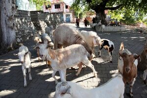 Türkei, Türkische Ägäis, Dorf am Kazdagi Milli Parki, Edremit, Ziegen