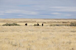 Three Moose in Grassland National Park, West Block, Saskatchewan, Canada