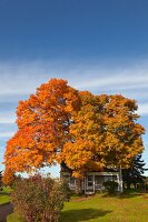 Kanada, Nova Scotia, Sunnynook Drive Herbst