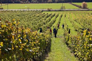 Kanada, Nova Scotia, Weinberge der Blomidon Winery, Weinlese