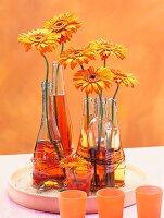 Vasenspaß, Gerberas, orange, in Flaschen, Dekoration