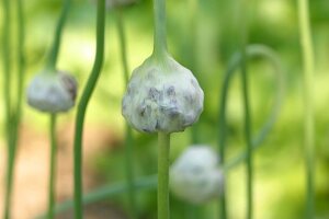 Kräutergarten, Knoblauch im Kräutergarten