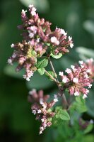 Kräutergarten, blühender Oregano