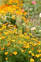 Kräutergarten, Tagetes bilden einen Rahmen um ein Beet