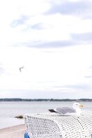 Seagull sitting on wicker at beach in Sierksdorf, Schleswig Holstein, Germany