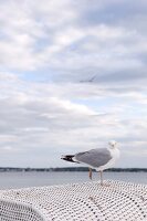 Seagull sitting on wicker at beach in Sierksdorf, Schleswig Holstein, Germany