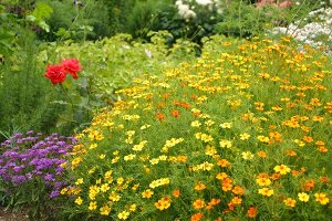 Kräutergarten, Tagetes bilden einen Rahmen um ein Beet