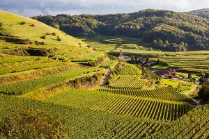 Freiburg, Kaiserstuhl, Weinberge bei Altvogtsburg