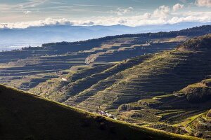 Freiburg, Kaiserstuhl, Weinberge bei Oberbergen