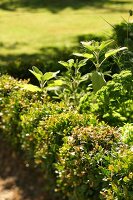 Kräutergarten, Buchsbäume fassen ein Beet ein