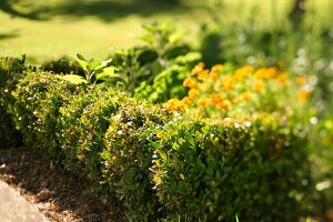 Kräutergarten, Buchsbäume fassen ein Beet ein