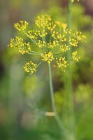 Kräutergarten, Dill