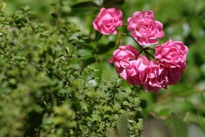 Kräutergarten, Zitronenthymian umspielt Blüten der Zwergrose