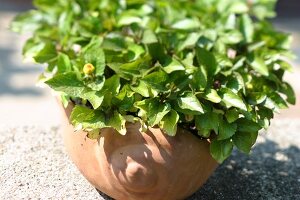 Kräutergarten, Parakresse im Tontopf im Garten