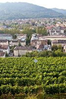View of cityscape from Schlossberg, Freiburg, Germany