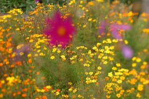 Kräutergarten, Tagetes bilden einen Rahmen um ein Beet