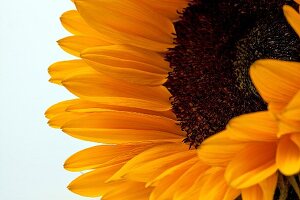 Close-up of sunflower on white background