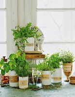 Various herbs in pots on a window sill