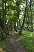 Orellen, Lettland, Park, Bäume