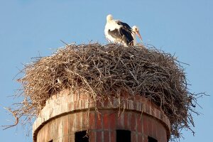 Portugal, Algarve, Portimao, Weißstörche, Schornstein