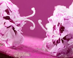 Two tone carnations (Dianthus Odessa)