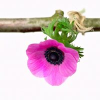 A pink anemone hanging from a twig