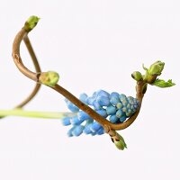 Grape hyacinths and a sprig of hazelnuts with buds