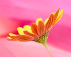 A South African daisy (dimorphoteca)