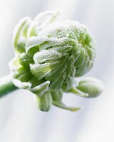 Knospe des Milchstern (Ornithogalum Arabicum) mit Raureif