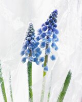 Hoarfrost on grape hyacinths (muscari armeniacum)