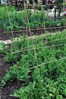 Pea plants in the garden