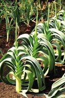 Leeks growing in the vegetable patch