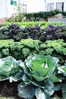 Cabbages growing in a garden