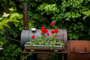 Ranunculus in a metal box on an old barbecue in the garden