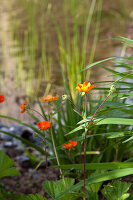 Nelkenwurz an Gartenteich im Frühling