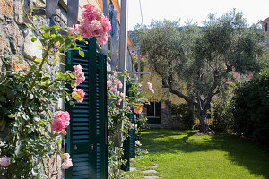 Italian garden with olive tree and roses