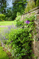 Flowering climbing plant on a stone wall in the garden