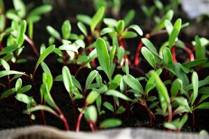 Tomato seedlings