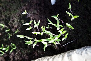 Tomato seedlings seen from above