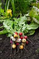 Freshly picked radishes in the vegetable bed