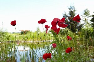 Rote Mohnblumen am Teich