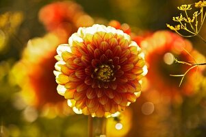 Zinnias in garden