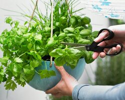 Basil being cut